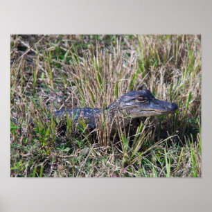 Poster Alligator Baby Grass Flórida