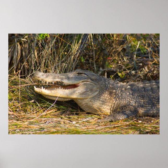 Poster Alligator, Canaveral National Seashore, Florida (Frente)
