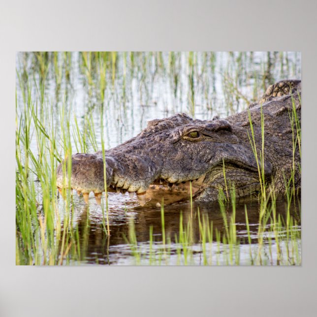 Poster Alligator Crocodiles Willilife Africa (Frente)