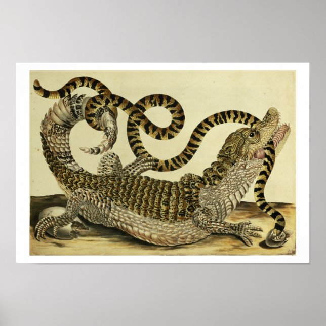 Pôster Alligator e Cobra, 1730 (gravação colorida) (Frente)