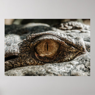 POSTER ALLIGATOR EYE
