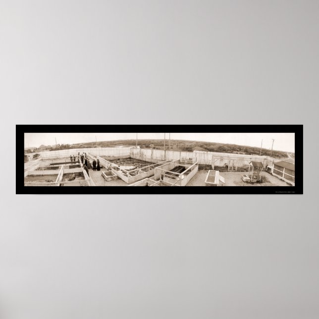 Pôster Alligator Fazenda Florida Photo 1910 (Frente)