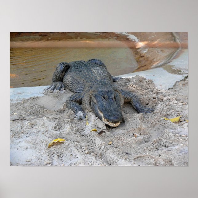 Poster Alligator, Fort Lauderdale, Florida (Frente)
