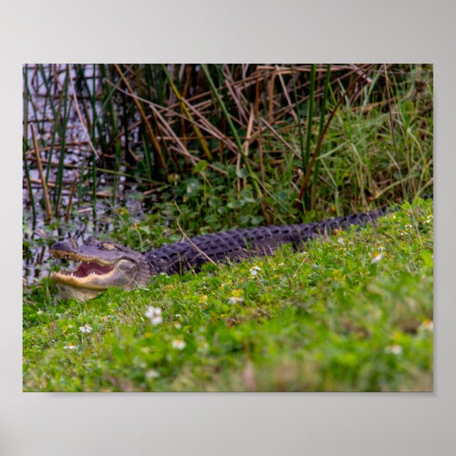 Poster Alligator Grass Viera Wetlands Florida (Frente)