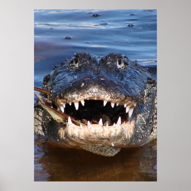 Poster Alligator Misspiensis (Frente)