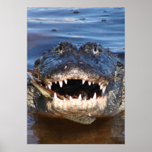 Poster Alligator Misspiensis