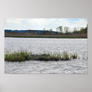 Pôster Alligator na Ilha Bear, Carolina do Sul