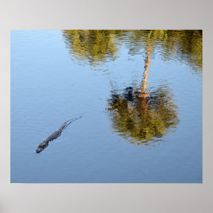 Poster Alligator Nadando em um Lago Carolina do Sul