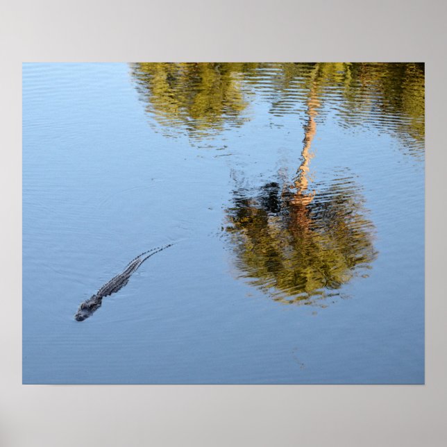 Poster Alligator Nadando em um Lago Carolina do Sul (Frente)