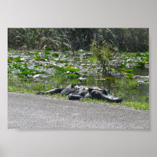 Poster Alligator on Alligator Alley, Fl