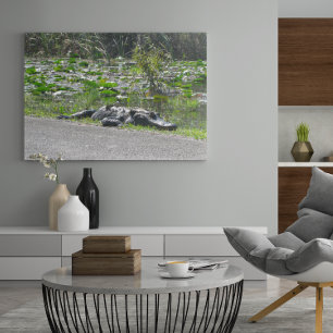 Poster Alligator on Alligator Alley, Fl