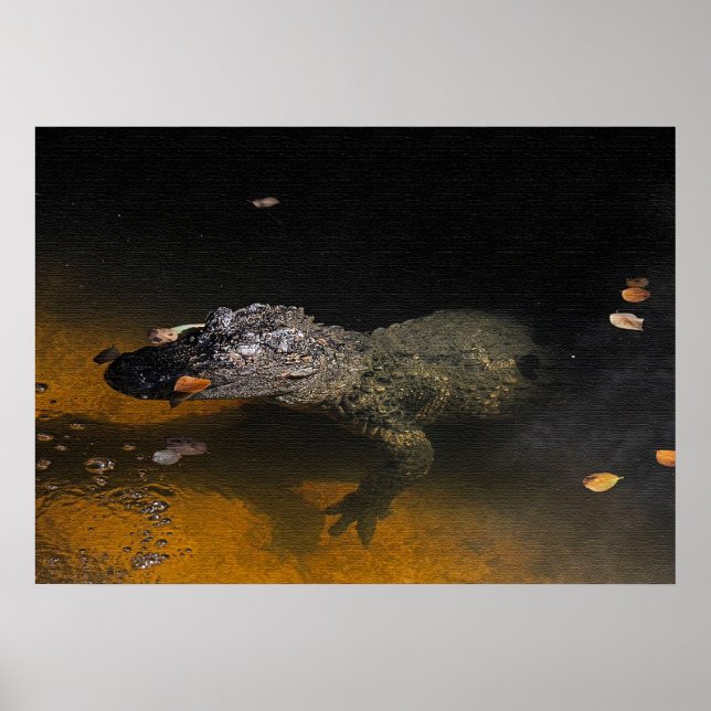 Poster Alligator Sky (Frente)