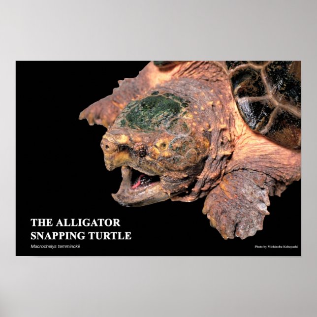 Poster Alligator Snapping Turtleのポスター (Frente)