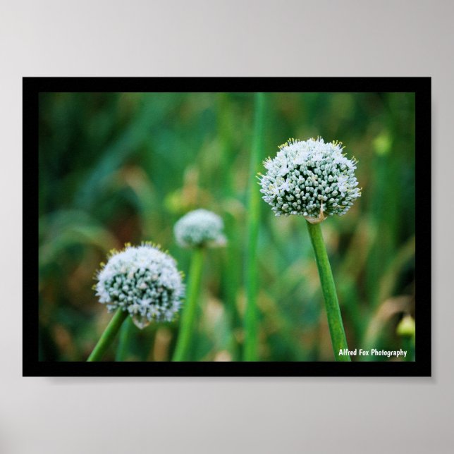 Poster Allium, Flor de Cebola Selvagem (Frente)