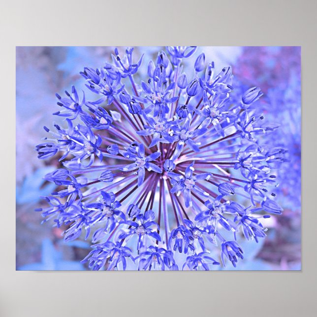 Poster Allium Flower Blue (Frente)