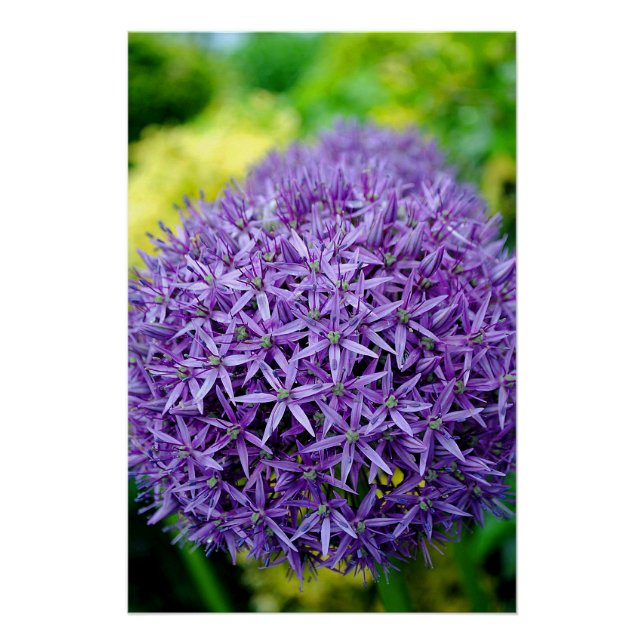 Pôster Allium Hollandicum Purple Summer Flowers (Frente)