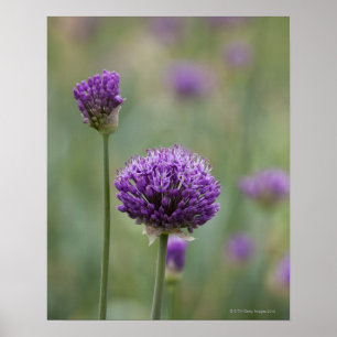 Pôster Alliums roxos com fundo difundido natural