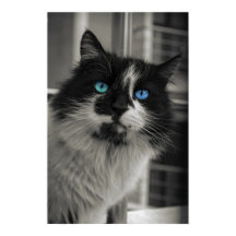 Alma Azur Olhos Azuis Gato Preto e Branco Arte Ref