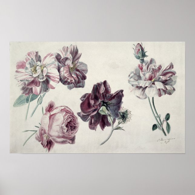 Pôster Alma-Tadema | ROSAS (Frente)