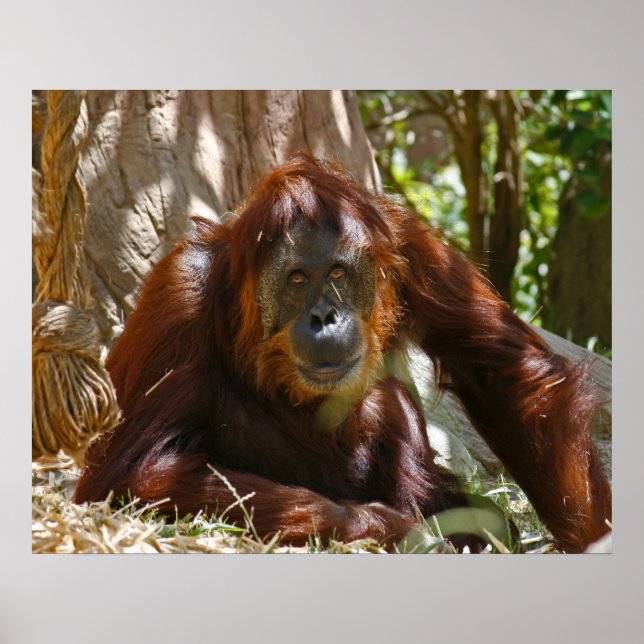 Pôster "Alma Velha" (Frente)