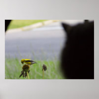 Almoço potencial - Gato e Pássaro