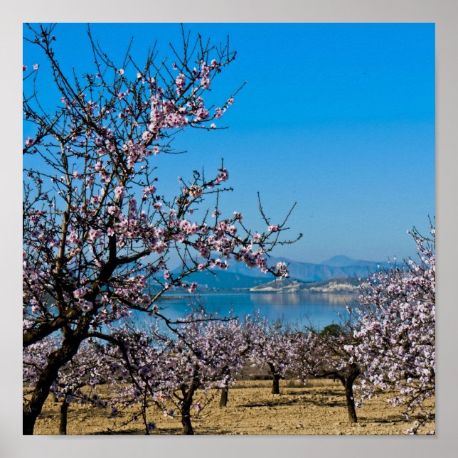 Poster Almond Blossom 3 (Frente)
