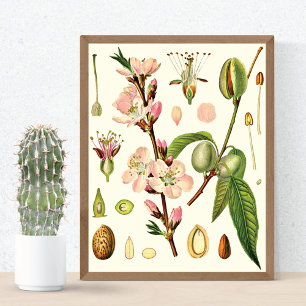 Poster Almond Blossomo Botânico
