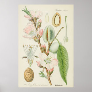 Pôster Almond Tree, Amygdalus communis,