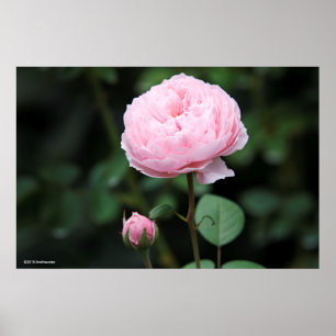 Poster Alnwick Castle Rose