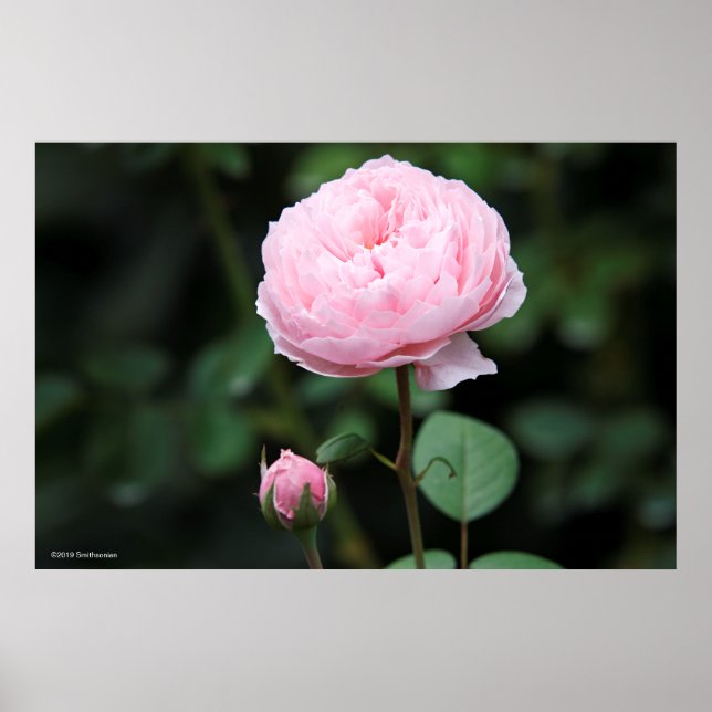 Poster Alnwick Castle Rose (Frente)