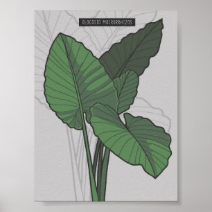Poster Alocasia Macrorrhizos Giant Taro planifica