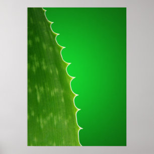 Poster Aloe