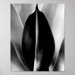 Pôster Aloe - Foto de Arte Macrofina a Preto e Branco