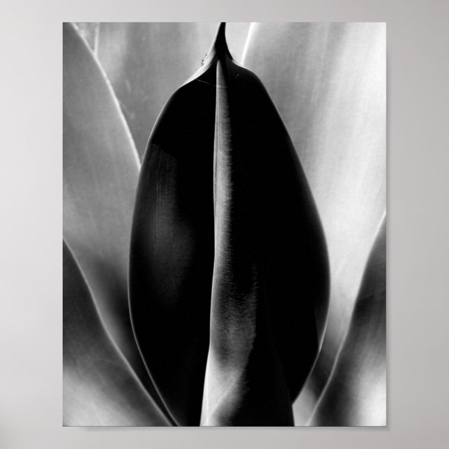 Pôster Aloe - Foto de Arte Macrofina a Preto e Branco (Frente)