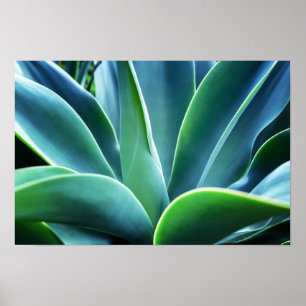 Poster Aloe Leaves