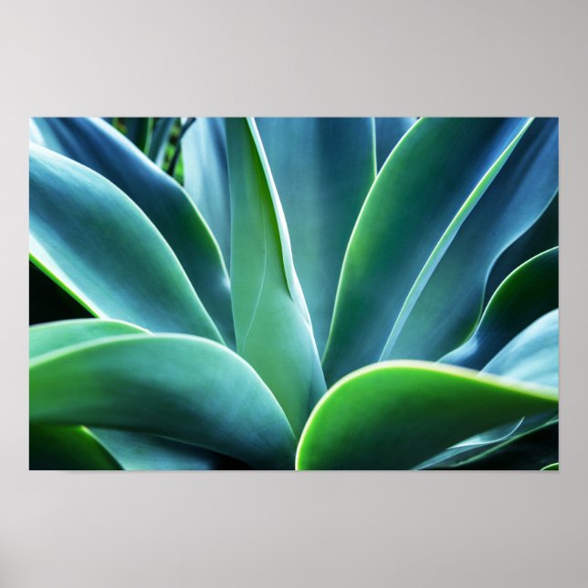 Poster Aloe Leaves (Frente)