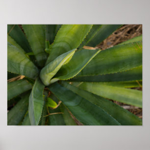 Poster Aloe Vera