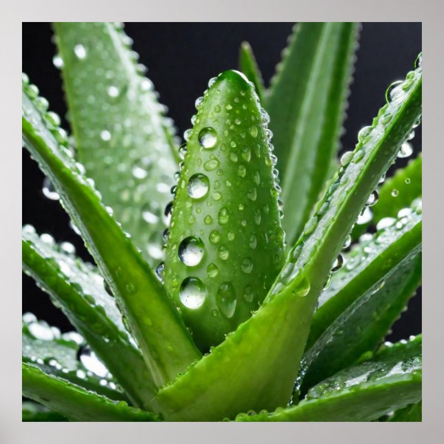 Poster Aloe Vera (Frente)