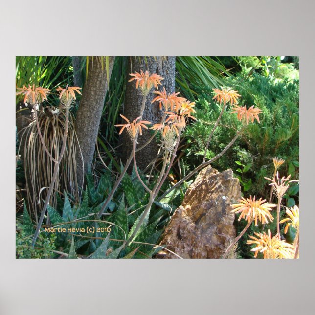 Poster Aloe Vera Garden (Frente)