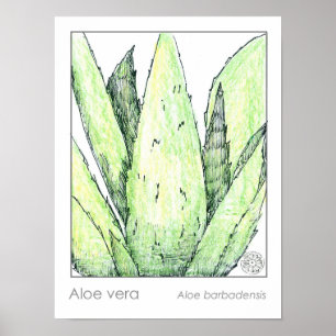 Poster Aloe Vera Materia Medica Herbalist Botânico