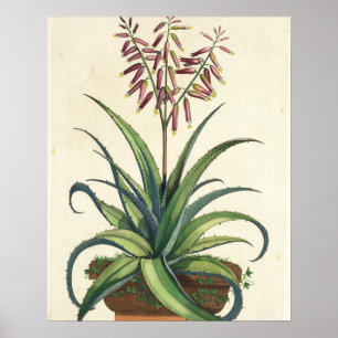 Poster Aloe Vera Vulgaris, de 'Phytografia Curiosa', p