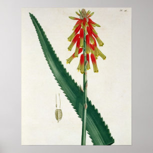 Pôster Aloés de "Phytographie Medicale" por Joseph Roque