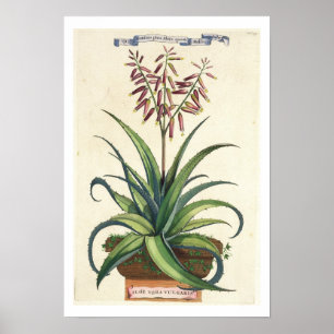 Pôster Aloés Vera vulgar, de "Phytographia Curiosa", p