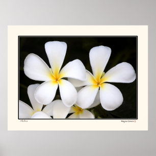 Pôster Aloha - flores do Frangipani - Havaí