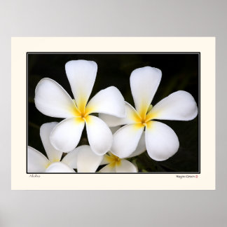 Pôster Aloha - Frangipani Blossoms - Havaí