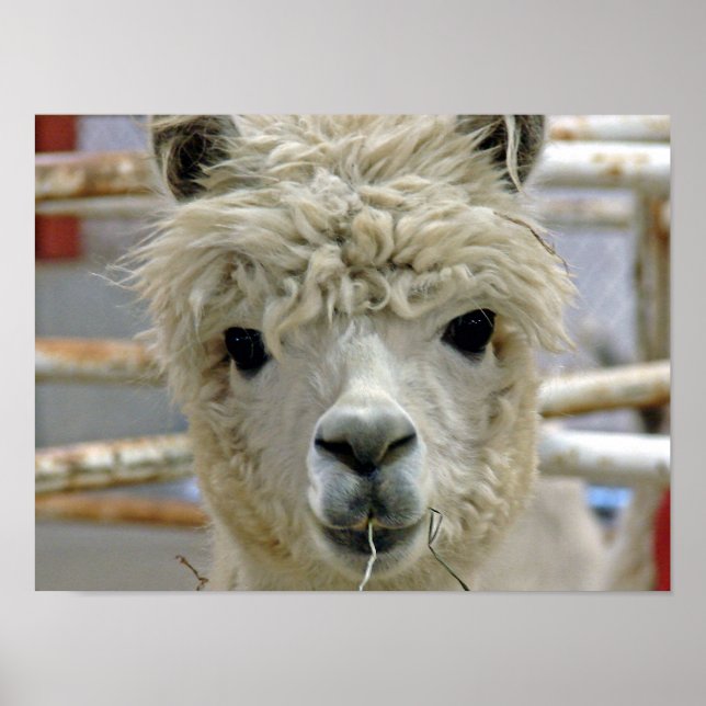 Pôster Alpaca (Frente)