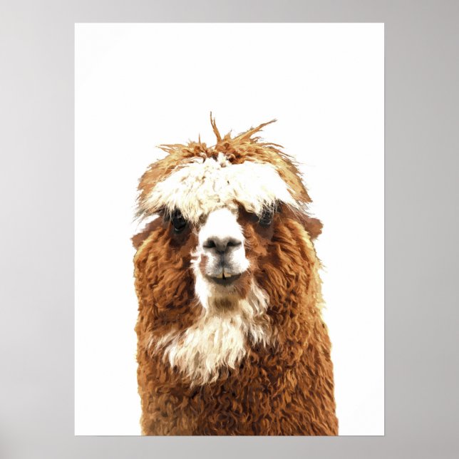Poster Alpaca Animal Portrait (Frente)