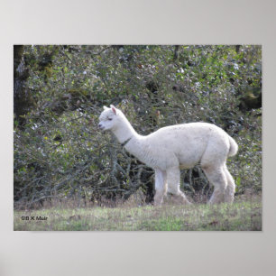 Poster - Alpaca branca