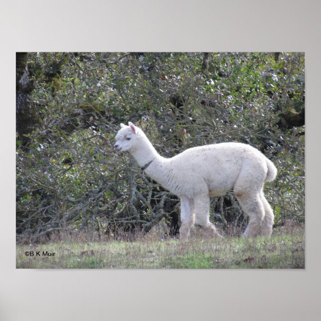 Poster - Alpaca branca (Frente)
