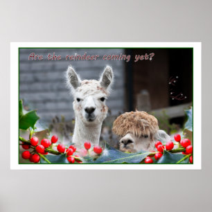 Pôster Alpaca Christmas